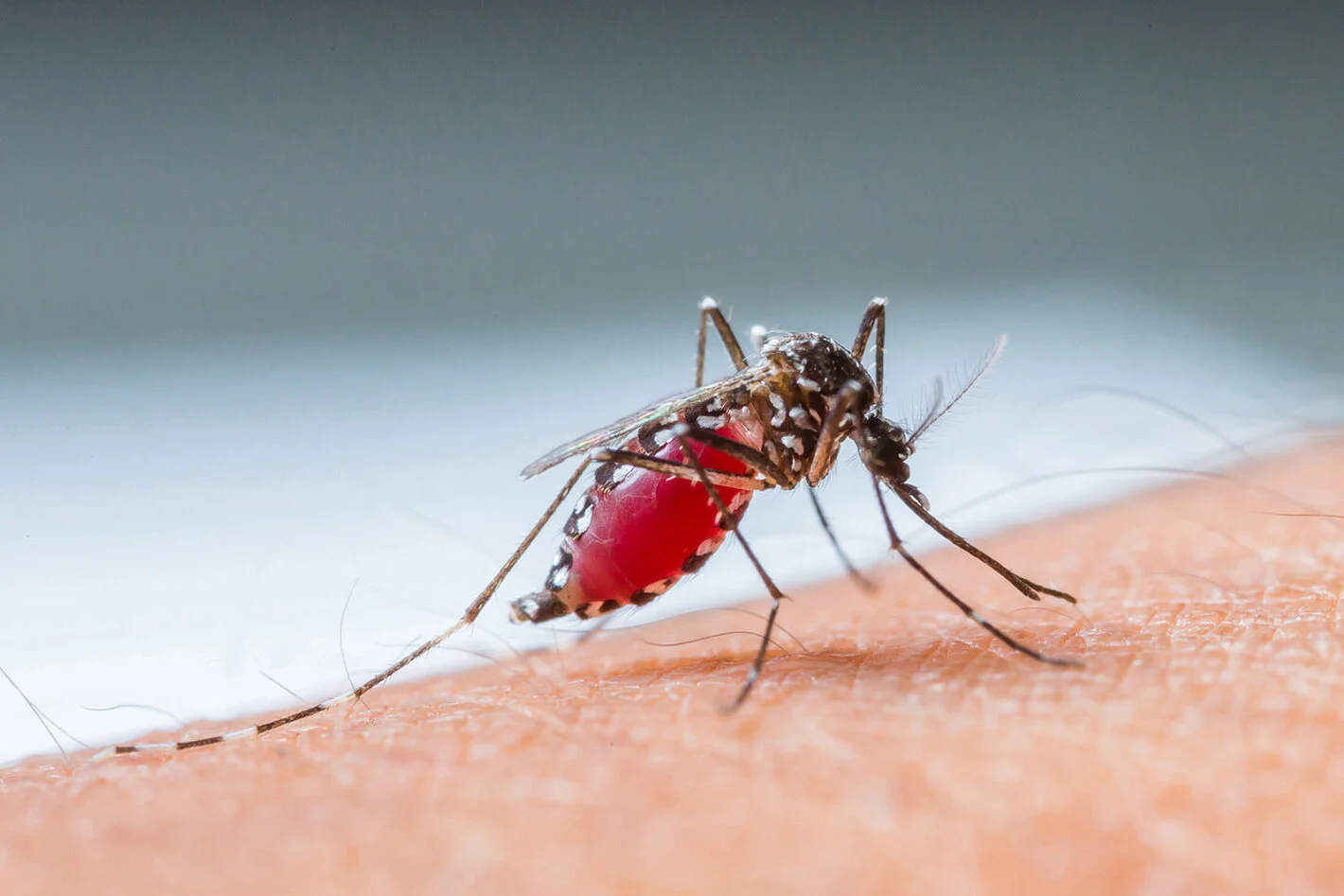 salud-publica-advierte-sobre-aumento-de-casos-de-dengue