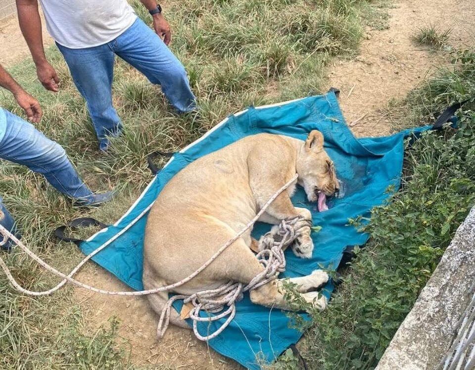 video:-autoridades-capturan-leona-que-se-habia-escapado-en-puerto-plata