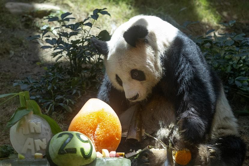 muere-el-panda-gigante-macho-mas-anciano-de-la-historia
