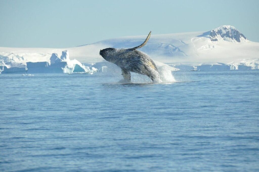 a-fin-de-siglo-el-cambio-climatico-expulsara-mas-al-norte-a-ballenas-polares