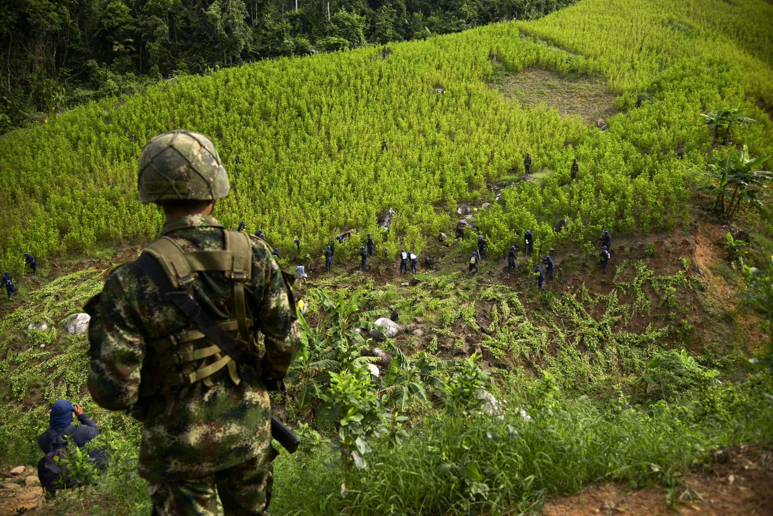 eeuu.-“muy-preocupado”-por-el-aumento-de-los-cultivos-de-coca-en-colombia