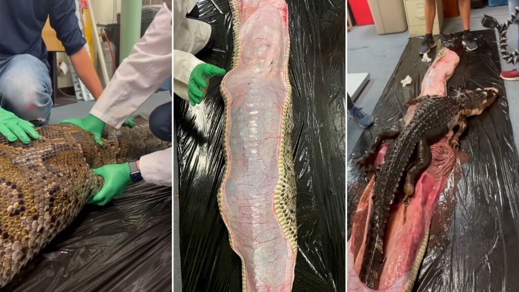 encuentran-un-caiman-dentro-de-una-piton-en-florida