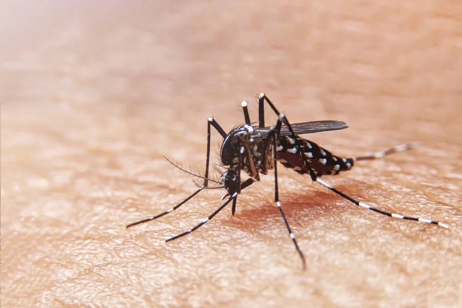 rd-registra-a-la-fecha-8,340-casos-de-dengue