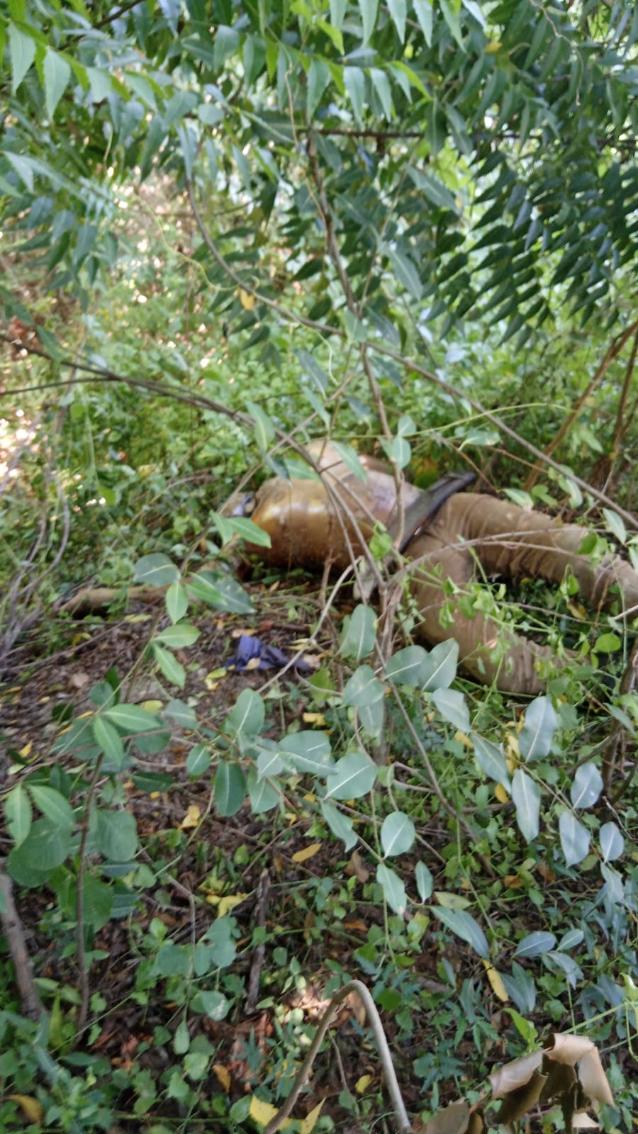 encuentran-cadaver-de-un-hombre-en-un-campo-de-cana-en-el-ingenio-barahona