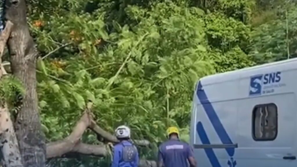 video:-reportan-hombre-herido-tras-caerle-arbol-en-la-avenida-iberoamericana