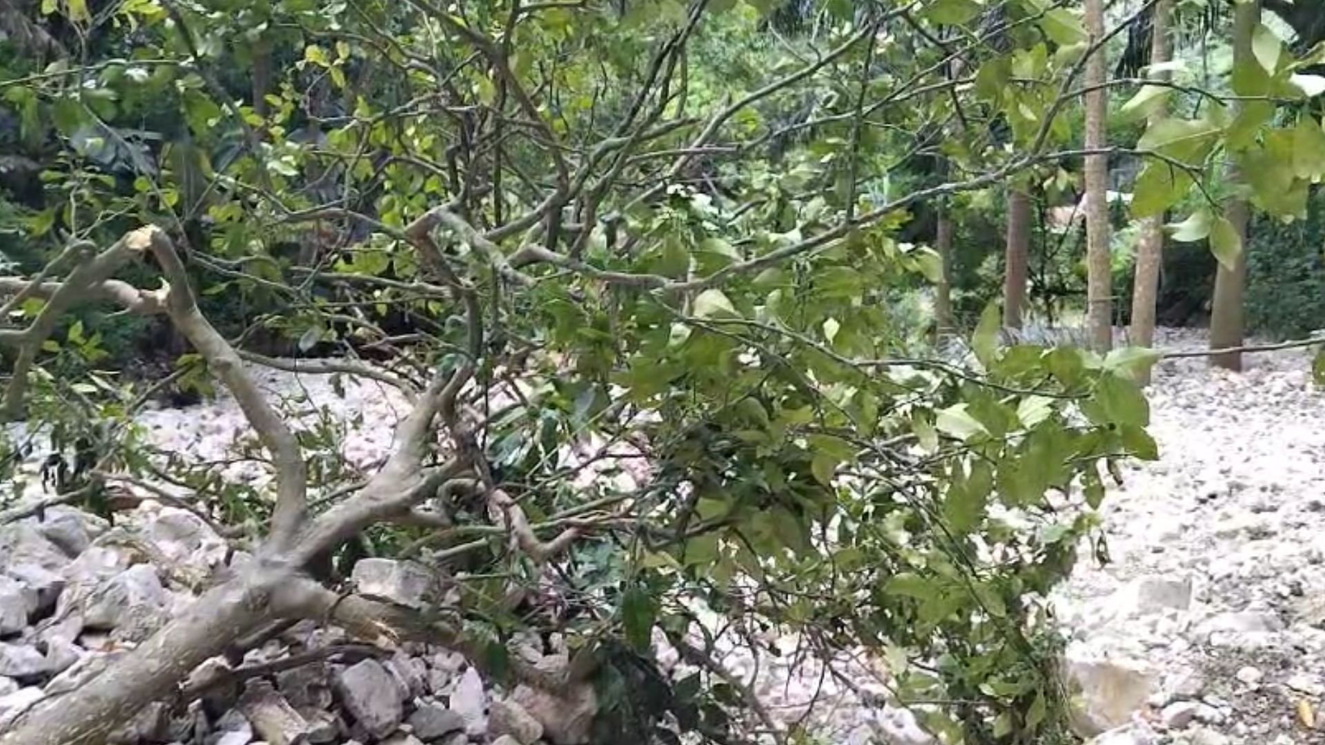 video:-caficultura-registra-danos-provocados-por-aguaceros-de-la-semana-pasada