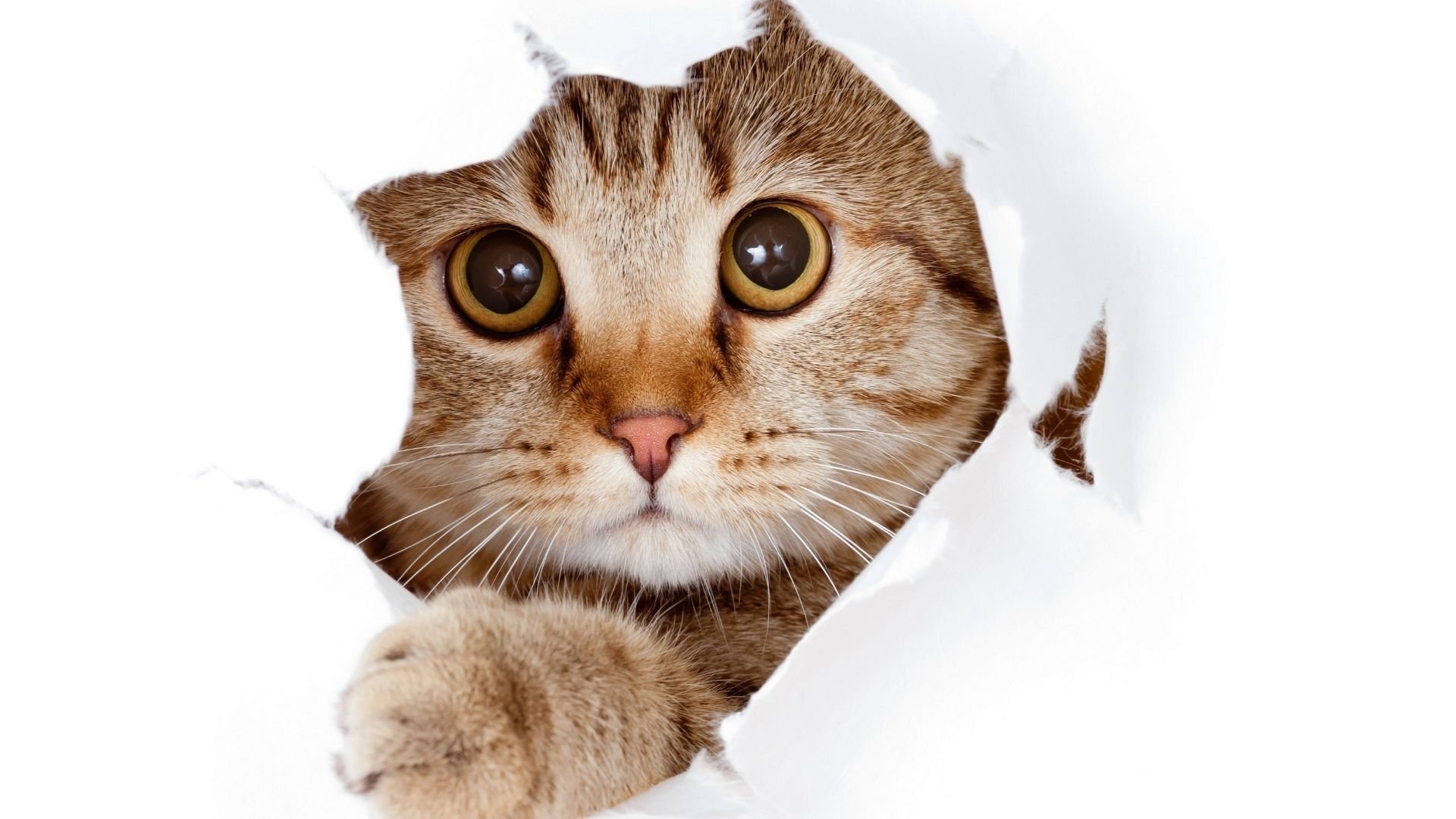 los-gatos-celebran-hoy-su-dia