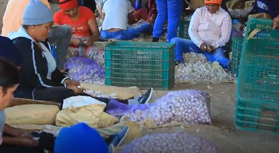 productores-de-ajo-exigen-pago-de-mas-de-50-millones-de-pesos