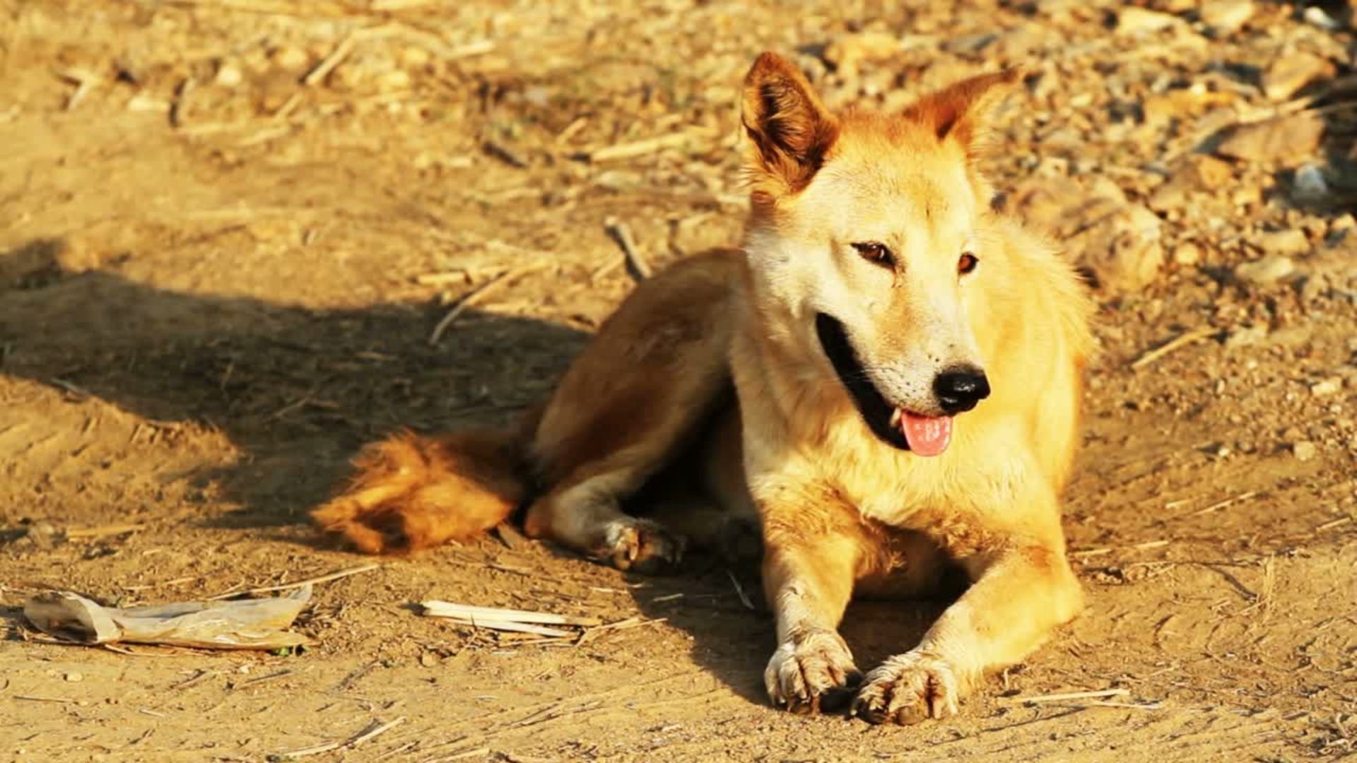 dia-internacional-del-animal-sin-hogar