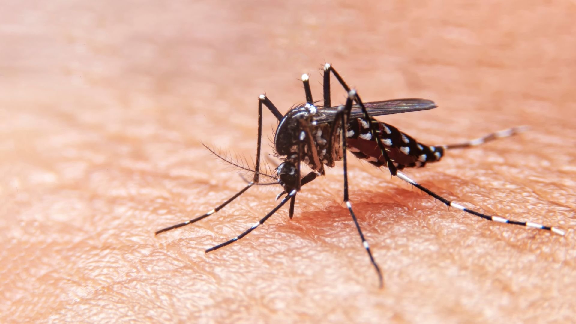 dia-mundial-del-mosquito