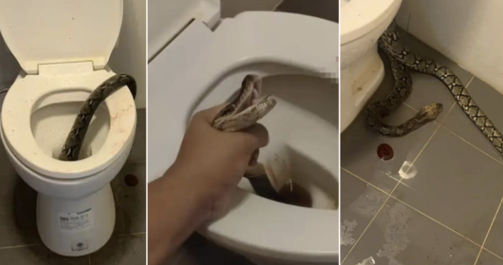 ¡ataque-sorpresa!-serpiente-muerde-testiculos-de-hombre-mientras-estaba-sentado-en-el-inodoro