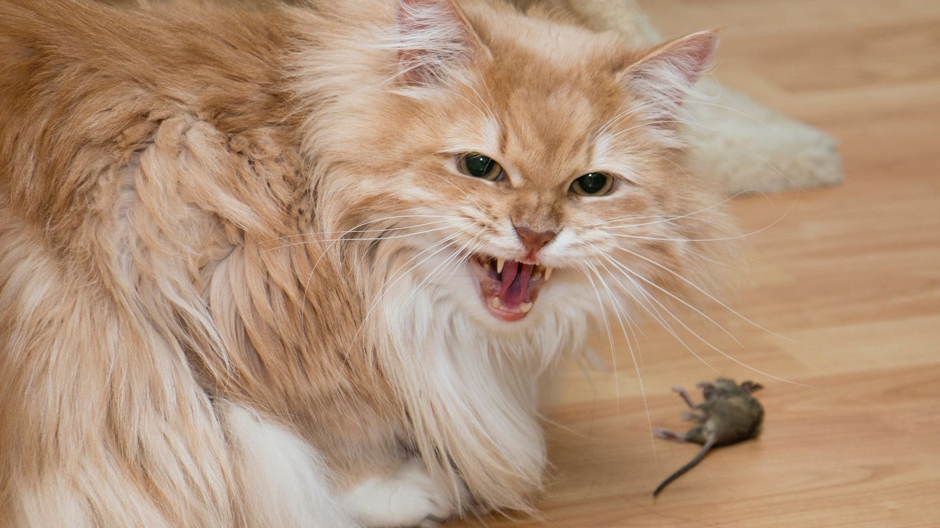 a-pesar-de-su-reputacion-los-gatos-son-ineficientes-en-la-casa-de-ratones,-segun-estudio