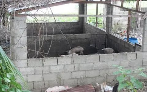 residentes-denuncian-hedor-provocado-por-pocilgas-en-la-zona-de-arenoso-en-la-vega