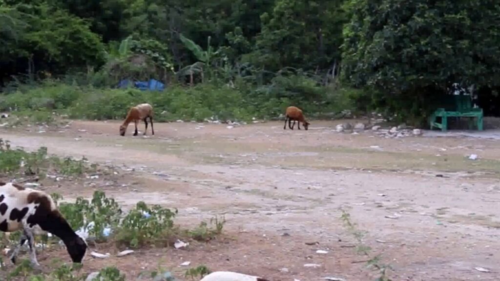 denuncian-no-aguantar-mas-los-animales-que-deambulan-en-las-calles