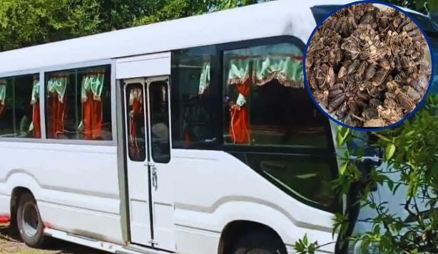 hombre-arrestado-por-transportar-mas-de-300-jaibas-en-autobus