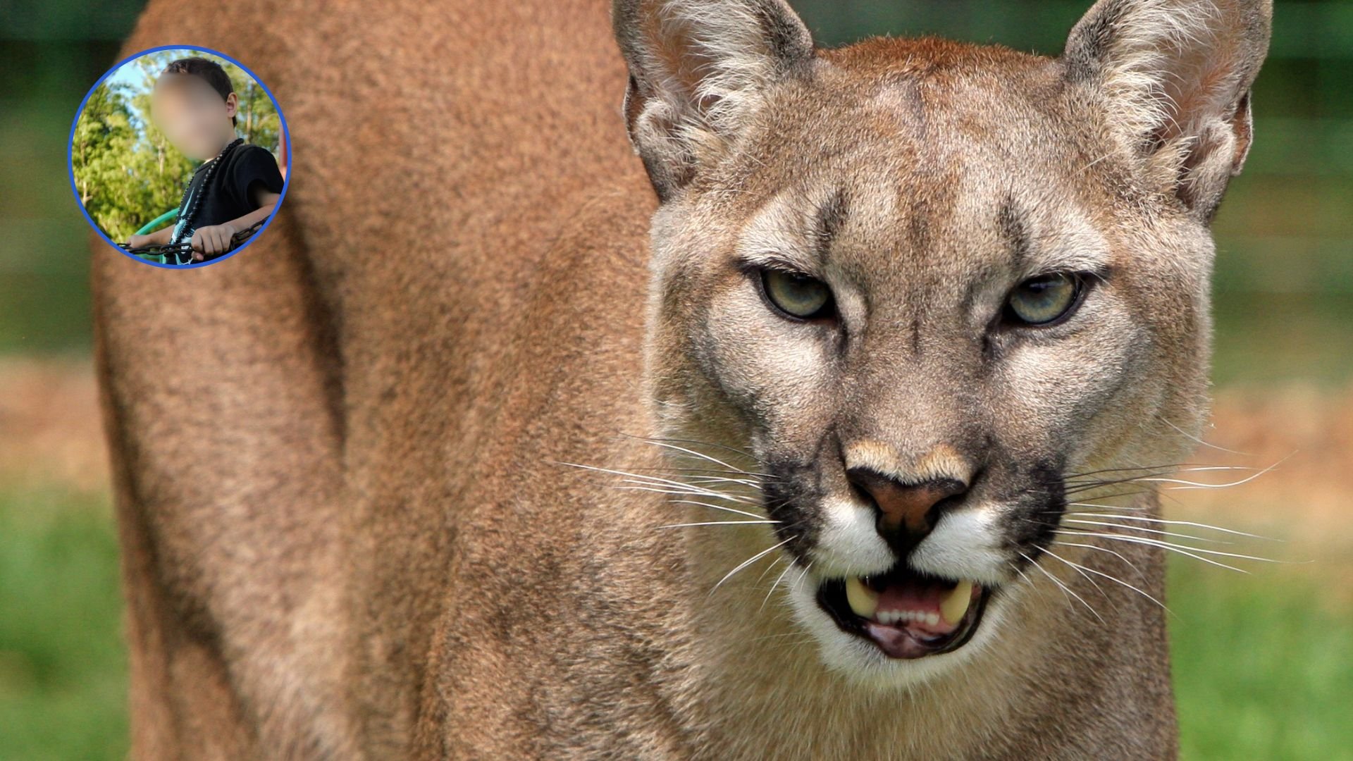 puma-ataca-a-nino-en-la-cabeza-cuando-disfrutaba-junto-a-su-familia-en-un-parque-de-eeuu