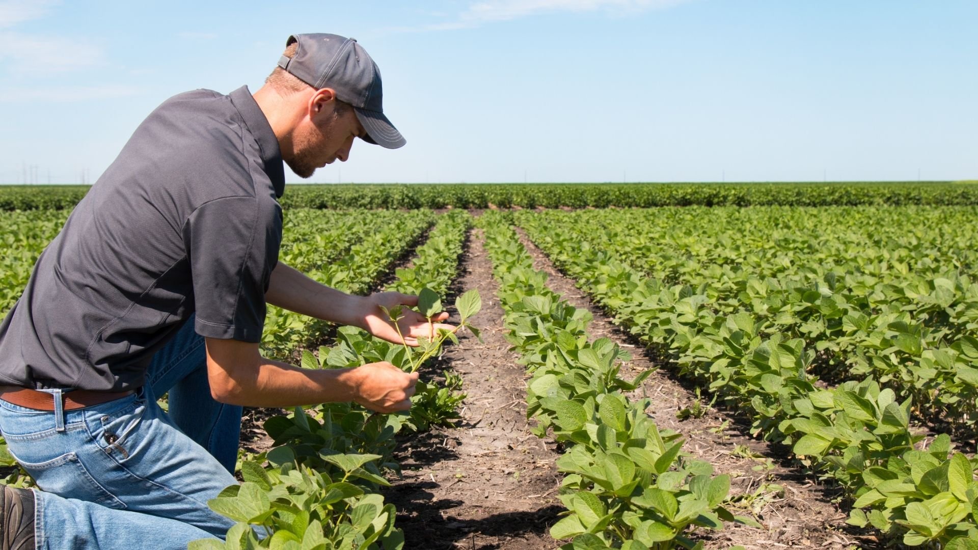 ¿por-que-cada-9-de-septiembre-se-celebra-el-dia-mundial-de-la-agricultura?