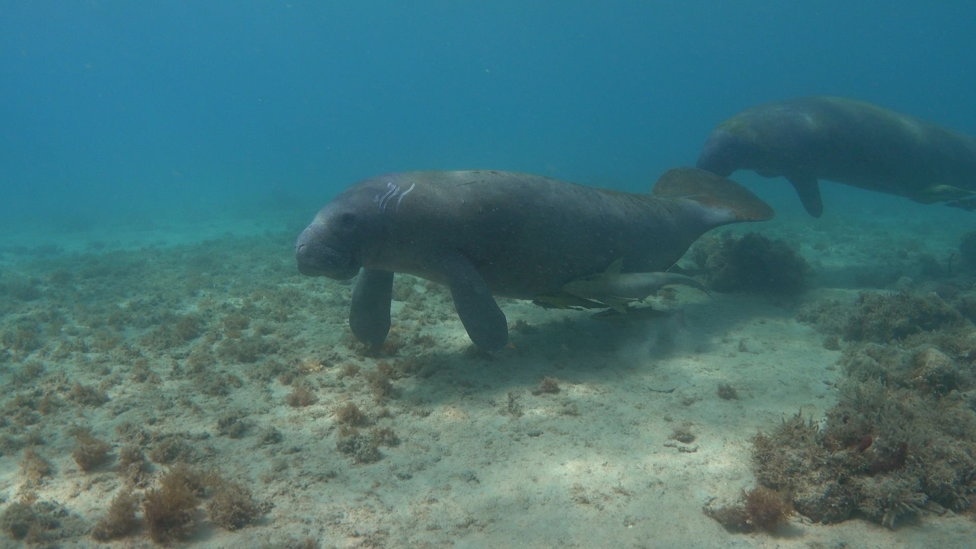tras-hallazgo-de-manati-muerto,-medio-ambiente-trabaja-para-proteger-mamiferos