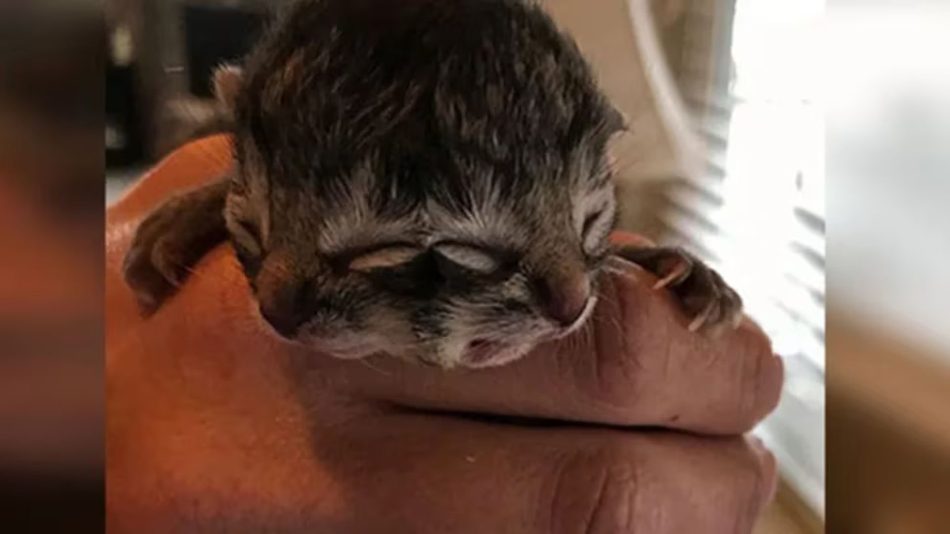 nacio-un-gato-con-dos-caras-en-chile