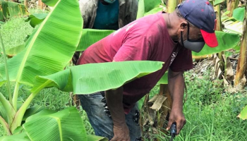 agricultores-agradecen-al-indhri-por-la-puesta-en-funcionamiento-de-electrobomba