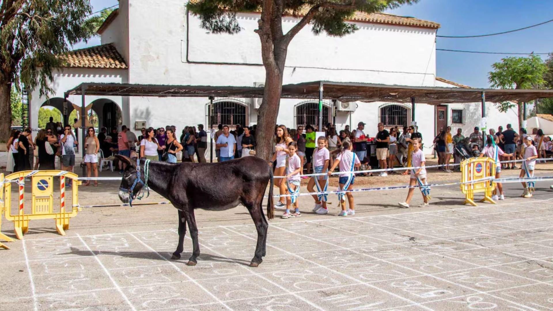 rara-tradicion-en-espana-donde-se-gana-dinero-viendo-a-un-burro-hacer-caca