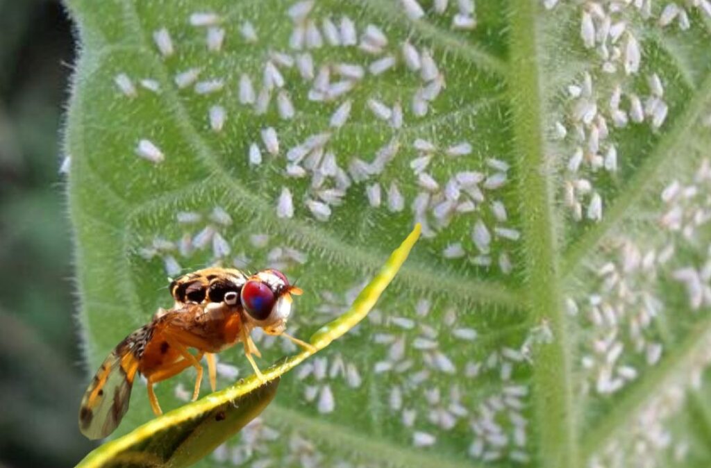 rd-logra-erradicar-la-mosca-del-mediterraneo