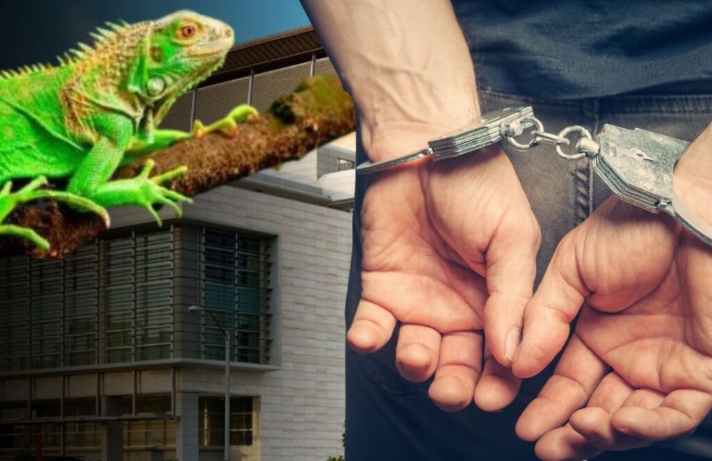 mp-solicita-30-y-20-anos-de-prision-contra-acusados-en-operacion-iguana