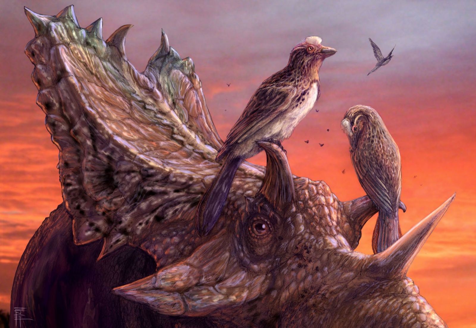 fosiles-permiten-descubrir-dos-nuevas-especies-de-aves-que-convivieron-con-el-t-rex