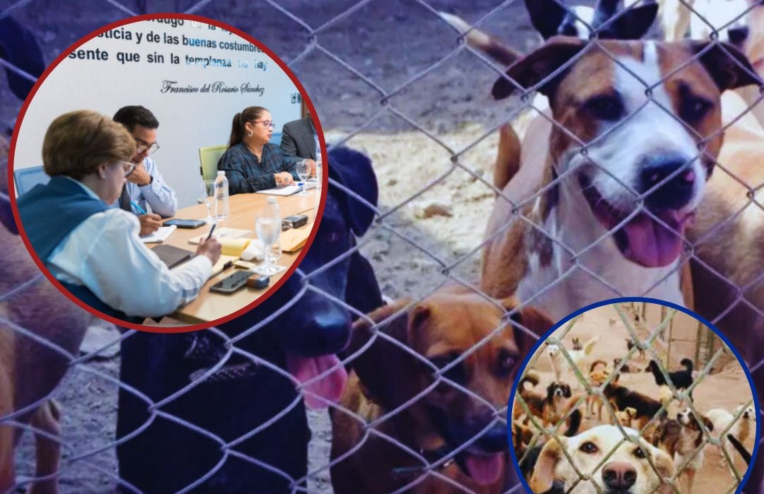 ministerio-publico-sostiene-encuentro-para-garantizar-proteccion-animal