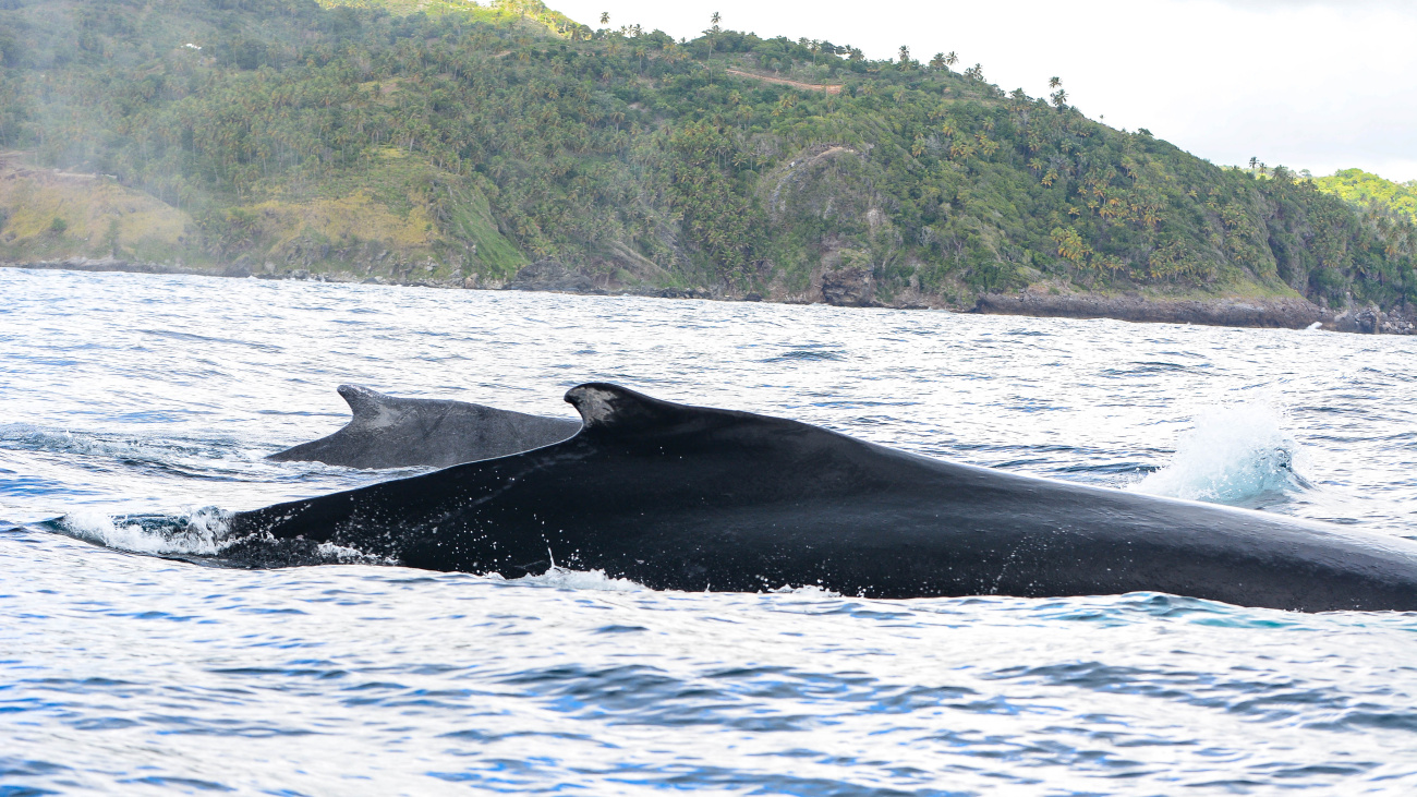 anuncian-preparativos-para-la-temporada-de-ballenas-jorobadas-en-samana
