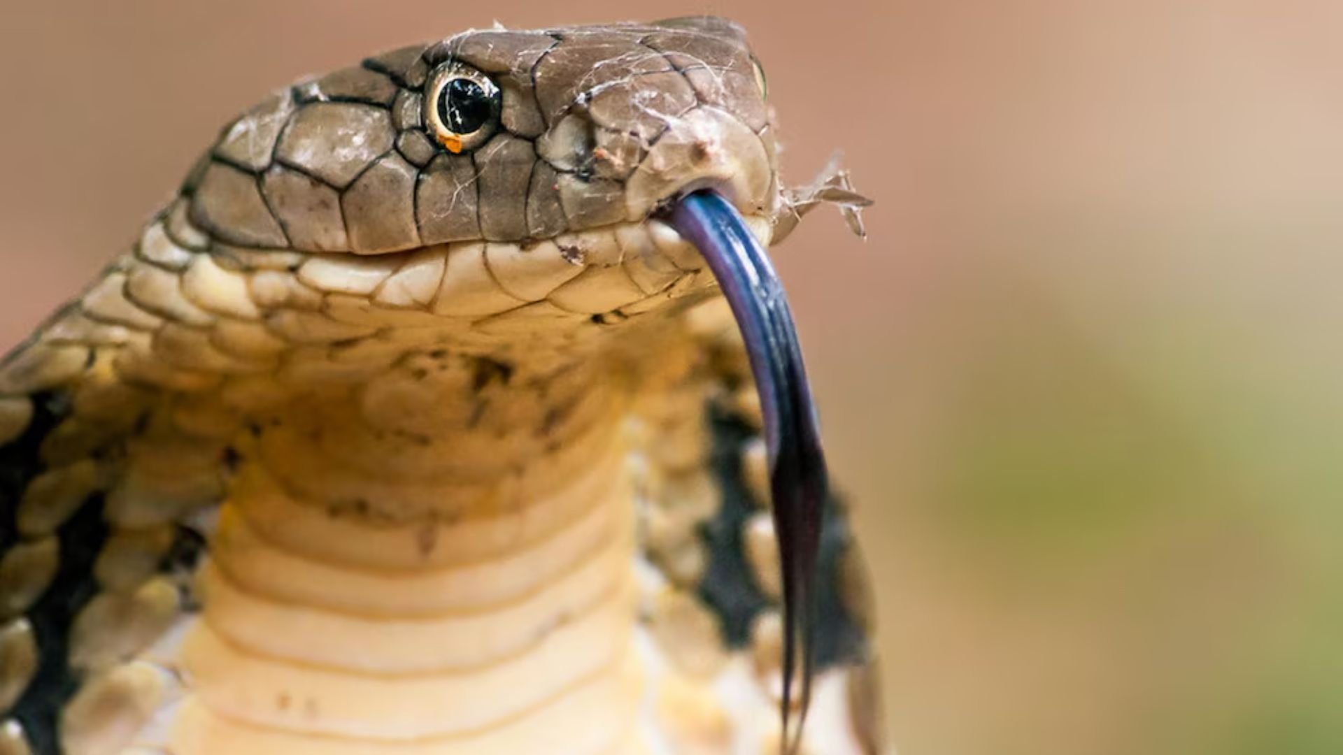descubren-en-la-india-nueva-especie-de-cobra-venenosa-que-mide-mas-de-3-metros