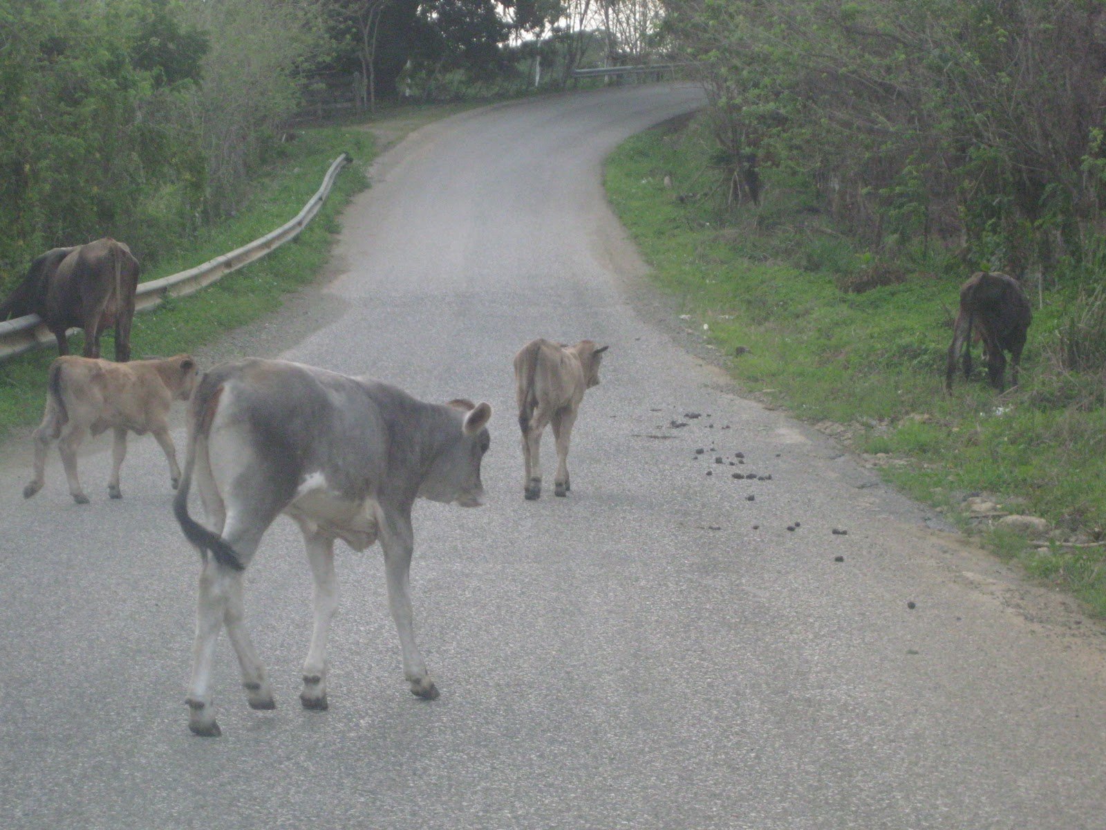 conductores-de-banica-alertan-sobre-el-peligro-de-animales-deambulante-en-la-carretera