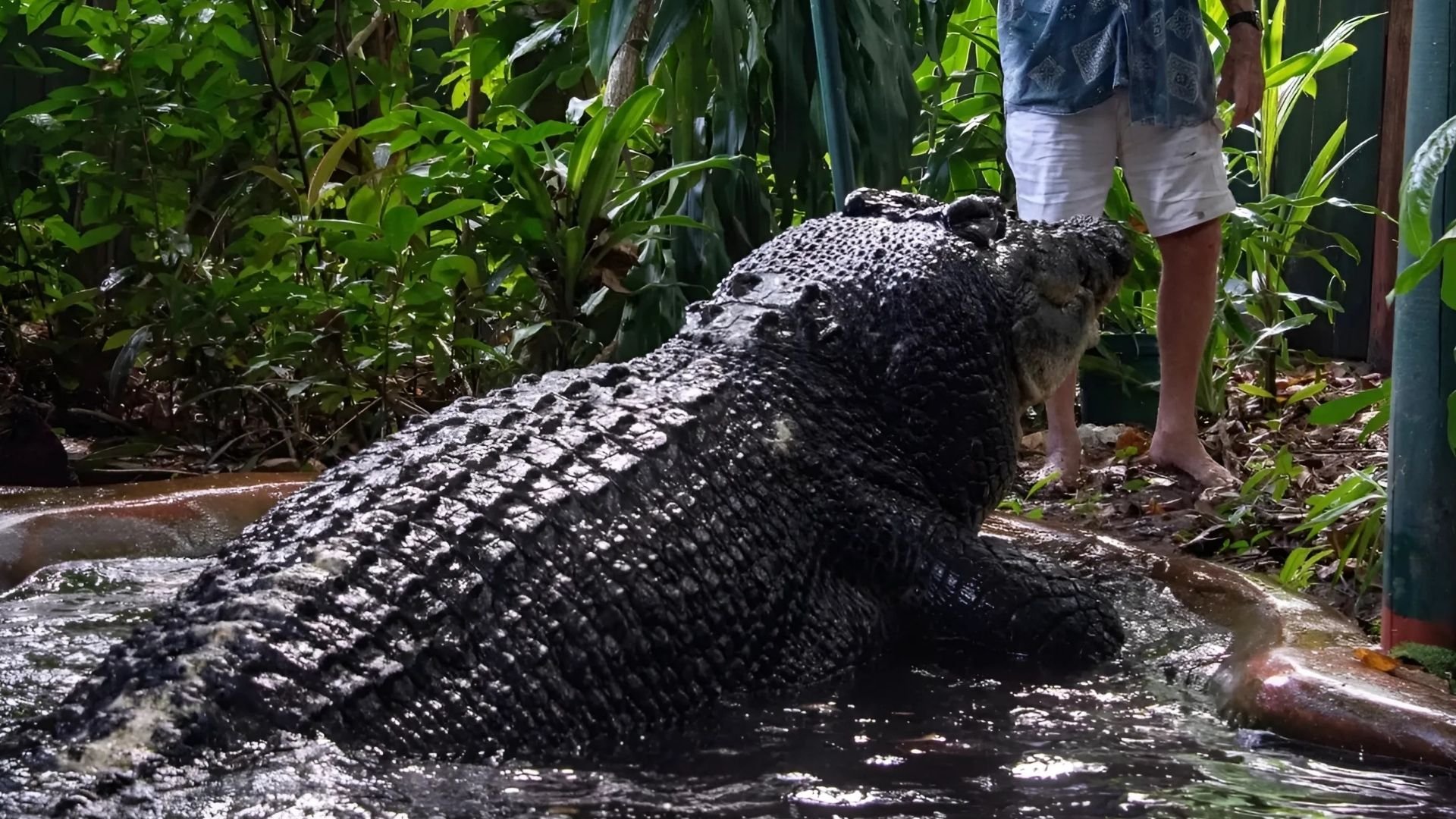 con-tan-solo-110-anos-fallece-el-cocodrilo-mas-grande-del-mundo
