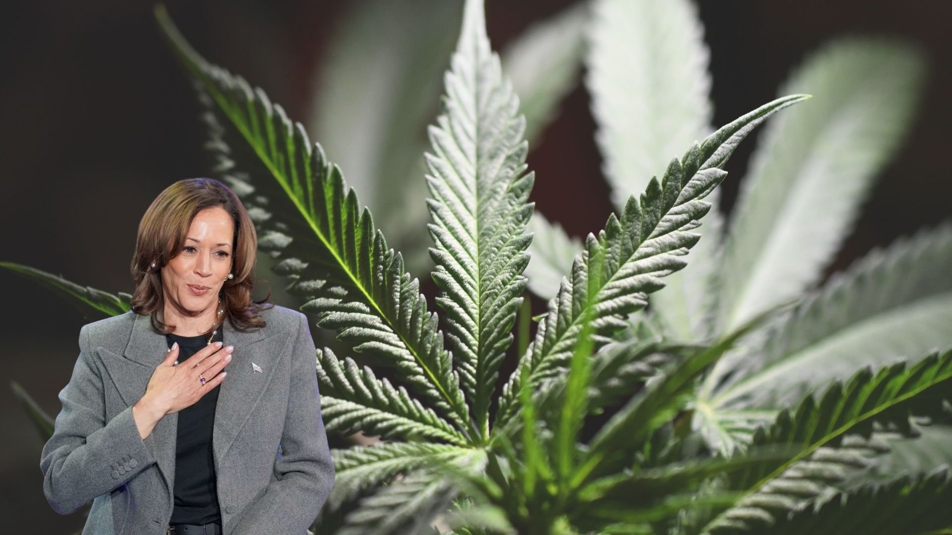 opiniones-divididas-sobre-propuesta-de-harris-a-favor-de-cambiar-leyes-acerca-de-la-marihuana