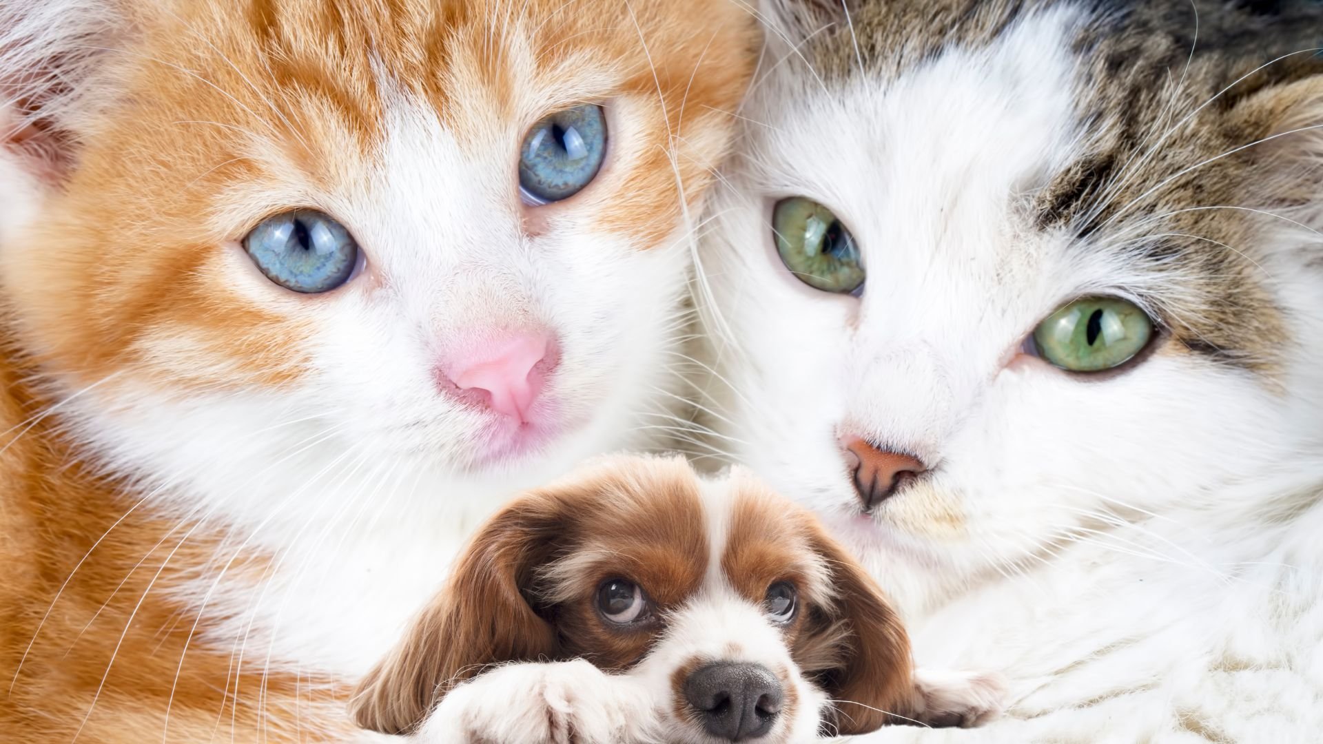 dia-internacional-de-los-derechos-de-los-animales:-«ellos-tambien-sienten»