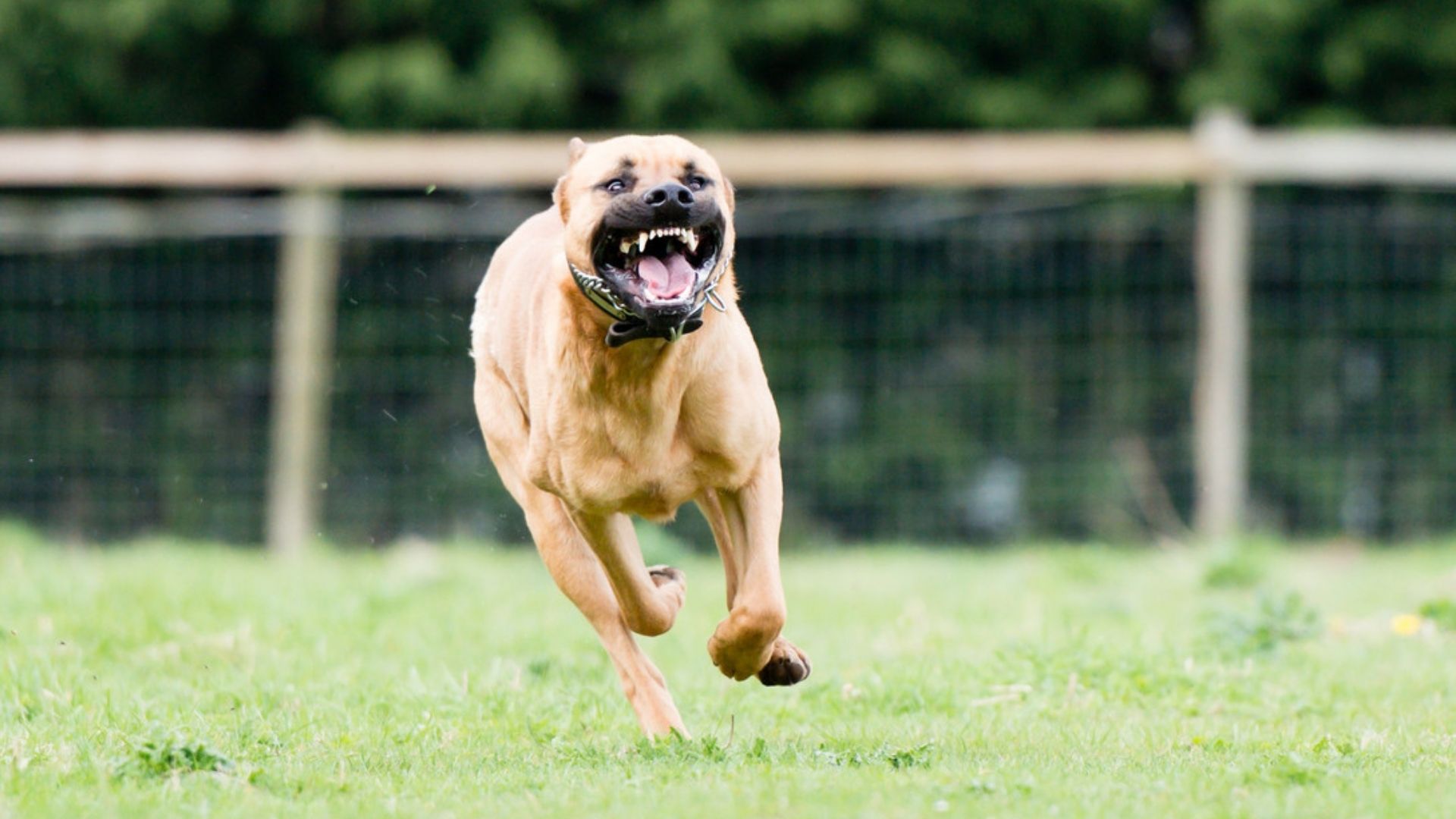 amputan-los-brazos-de-mujer-que-fue-atacada-por-cuatro-pitbulls-en-paraguay