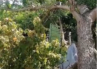 arbol-destruye-una-vivienda-en-galvan,-bahoruco