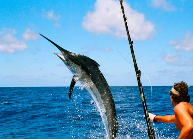avances-del-torneo-internacional-de-pesca-al-marlin-blanco-en-higuey