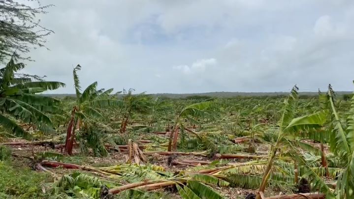 video:lluvias-dejan-perdidas-millonarias-a-productores-de-platanos-en-cuenca-baja-del-yaque-del-sur