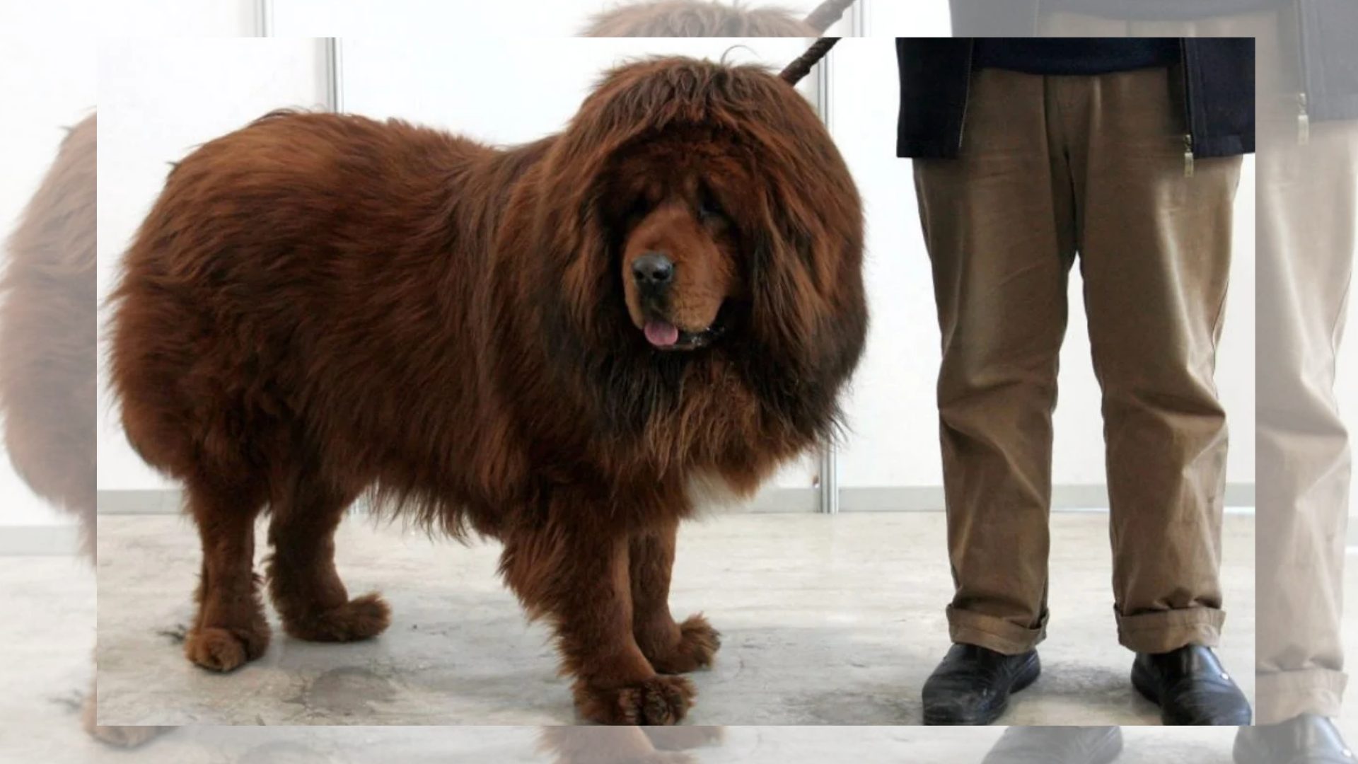 perro-es-vendido-en-usd-1-millon-en-china