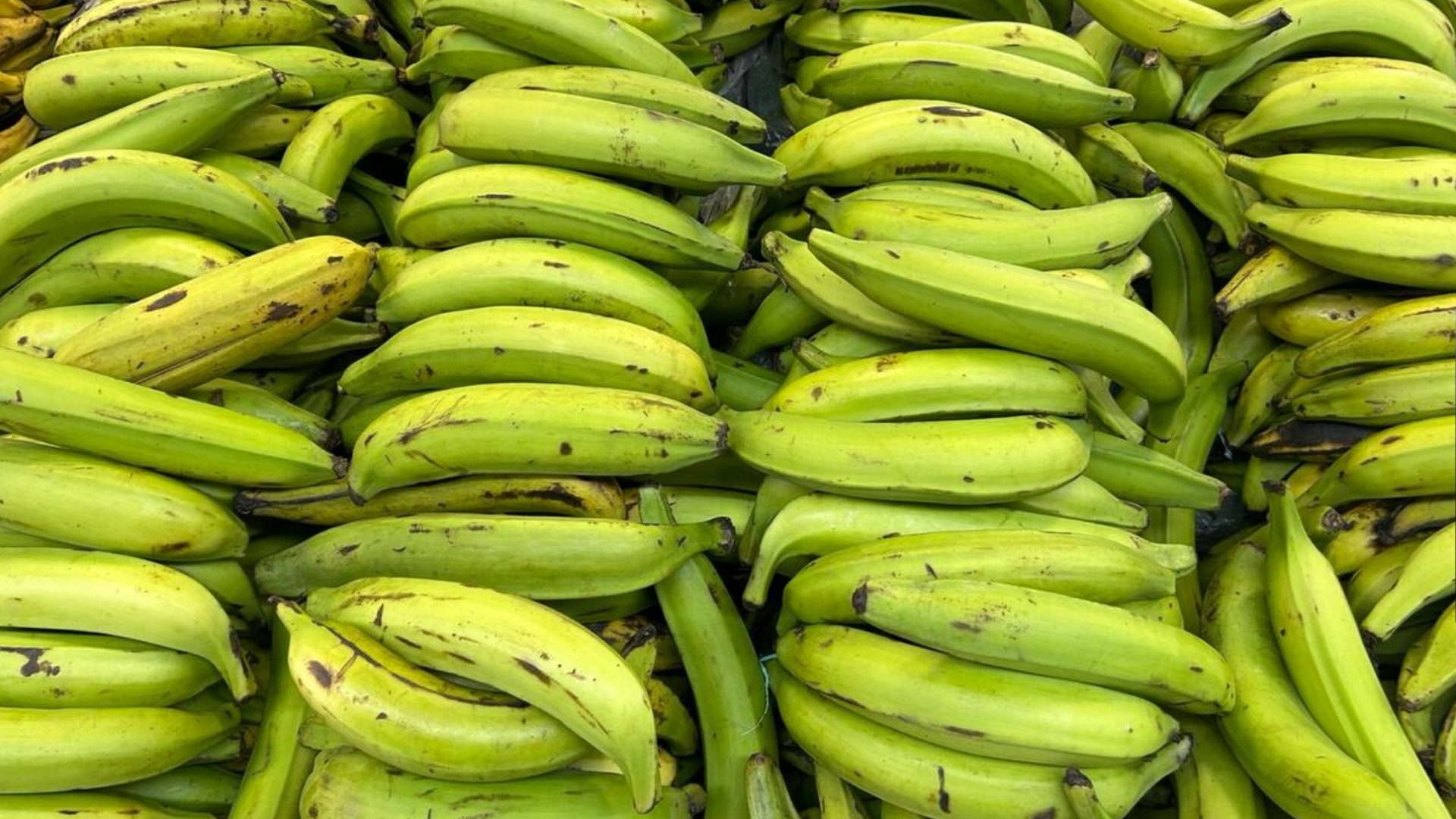 precio-del-platano-podria-subir-por-danos-agricolas-tras-tormenta-melissa