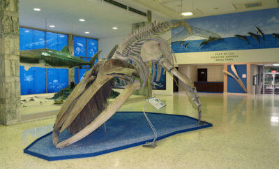 museo-en-juego,-la-nueva-actividad-del-museo-de-historia-natural