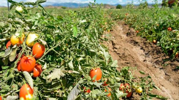 video:-agricultores-denuncian-robos-de-sus-cosechas-en-el-limon-de-samana