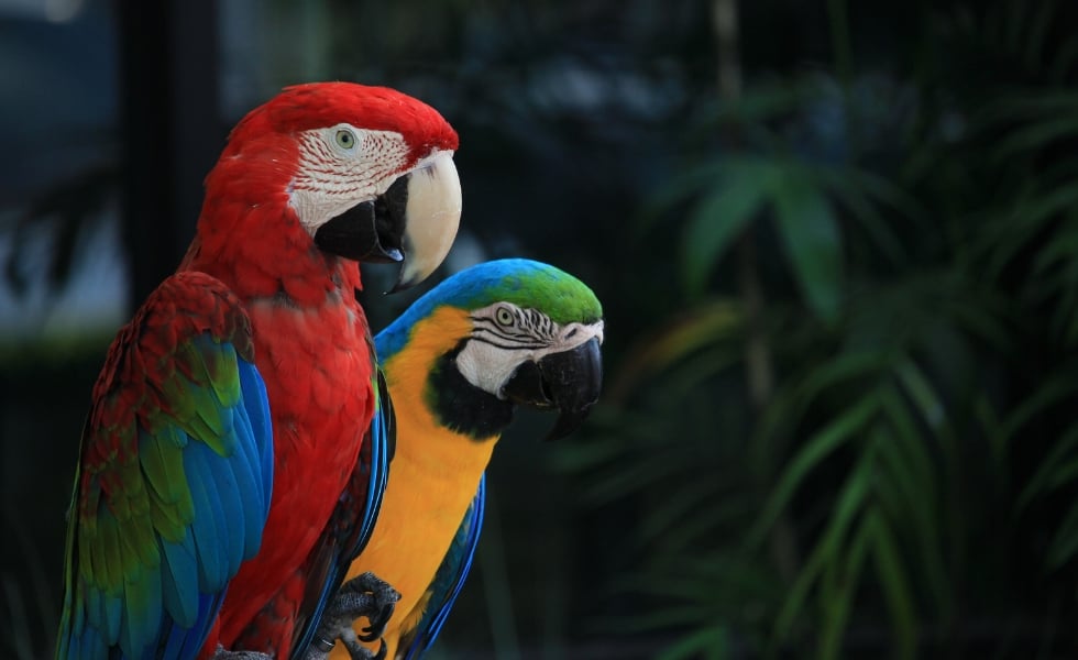 queda-prohibida-la-exhibicion-de-animales-exoticos-en-playas,-rios-y-parques