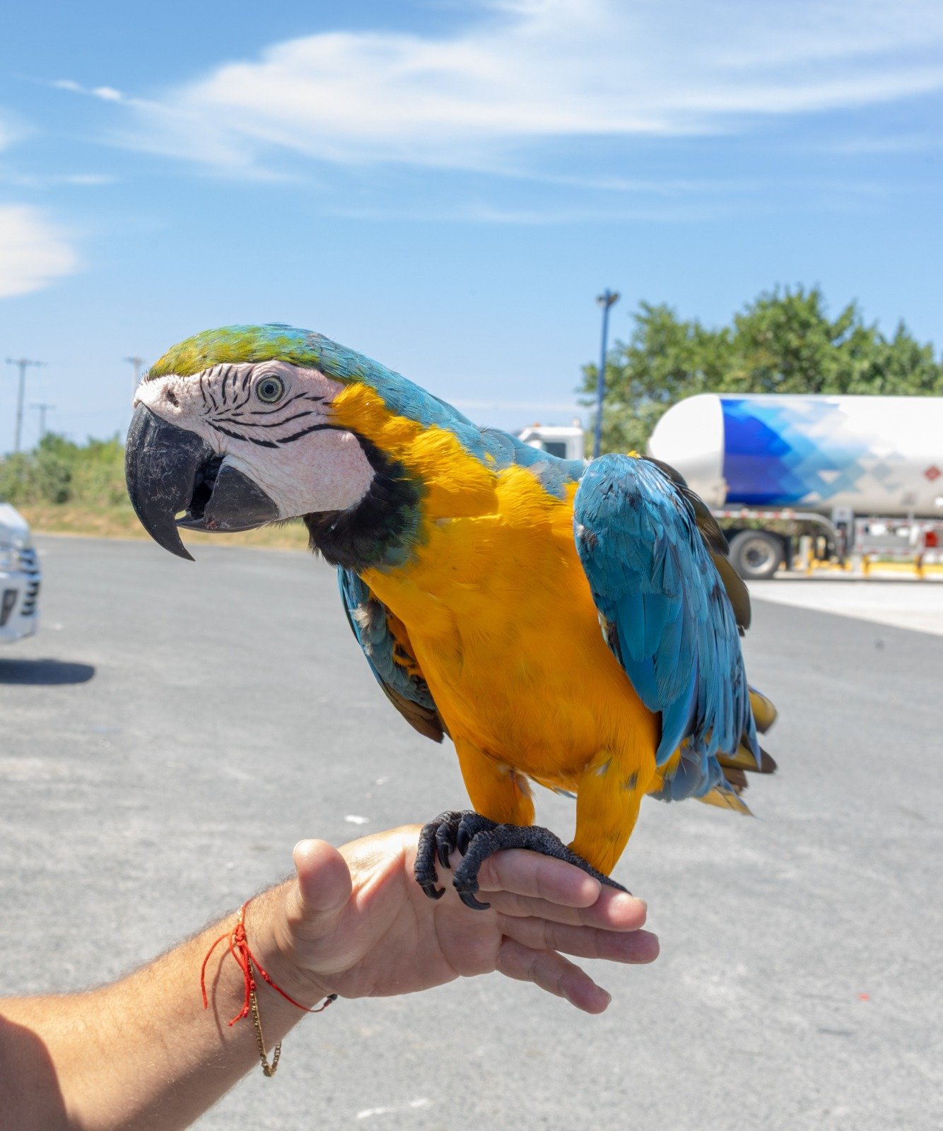medio-ambiente-ordena-registro-obligatorio-de-animales-exoticos