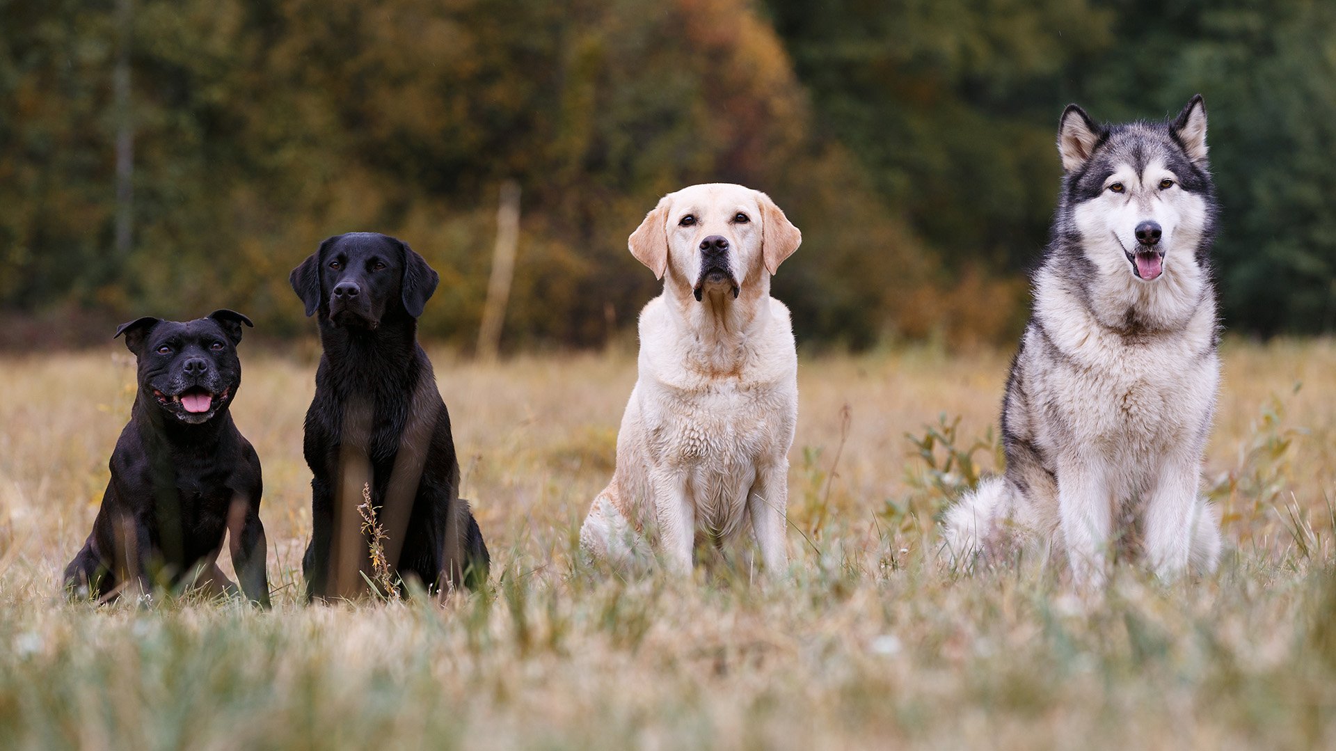 la-mayoria-de-los-perros,-incluso-los-chihuahuas,-tienen-algo-de-lobo-en-su-interior