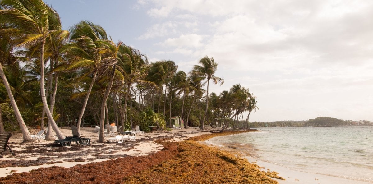 sargazo-masivo-afecta-playas-de-las-terrenas-y-preocupa-a-negocios-turisticos-de-samana
