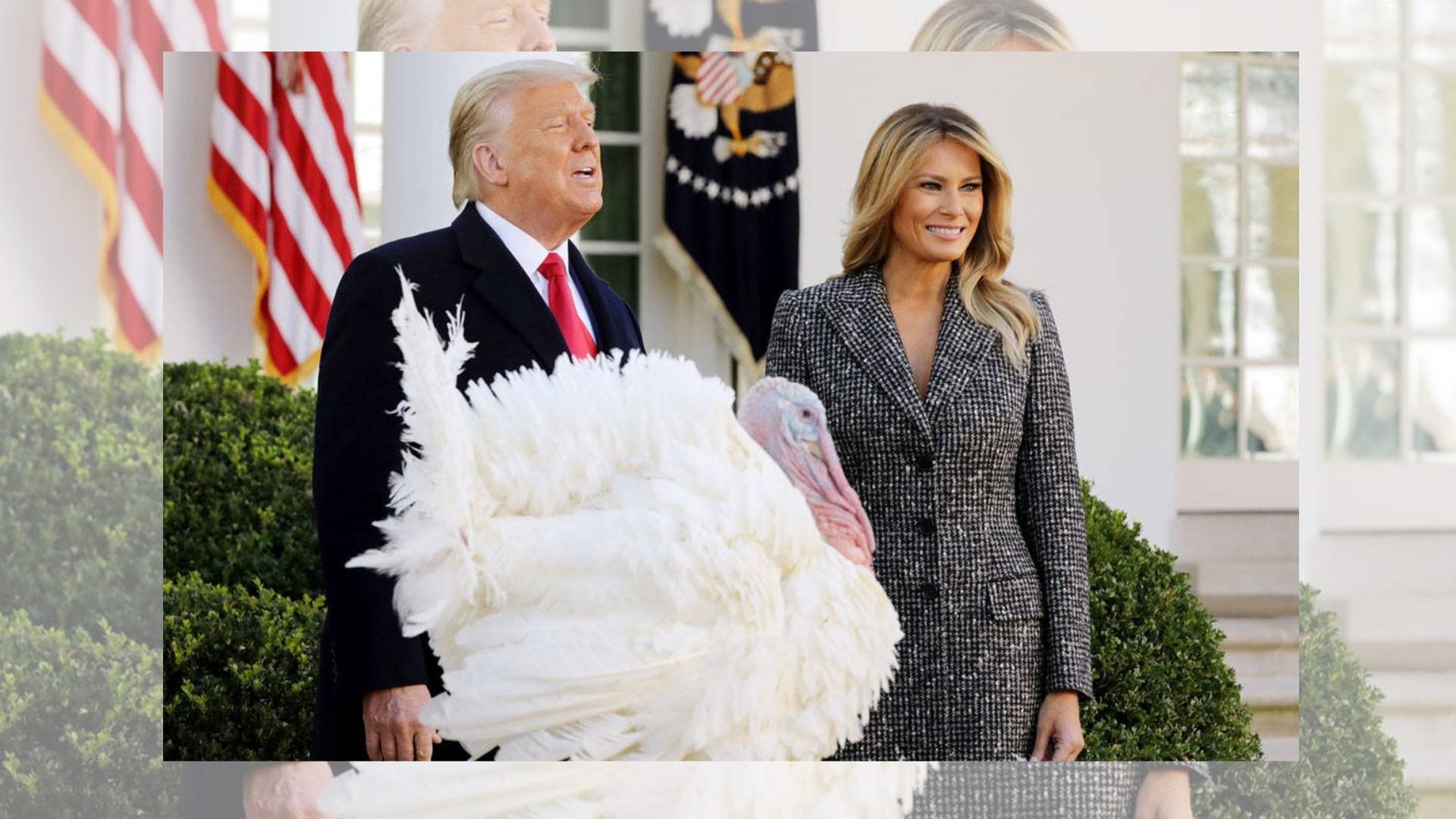trump-concede-el-tradicional-indulto-presidencial-a-los-pavos-waddle-y-gobble