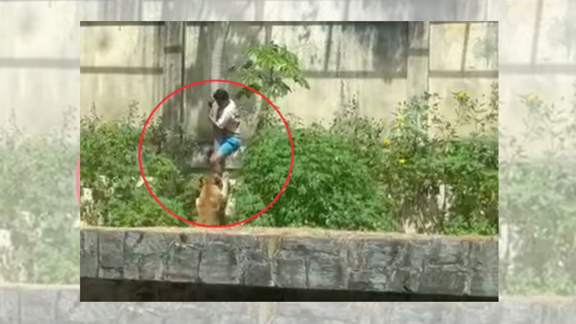 joven-muere-tras-irrumpir-en-recinto-de-una-leona-en-brasil