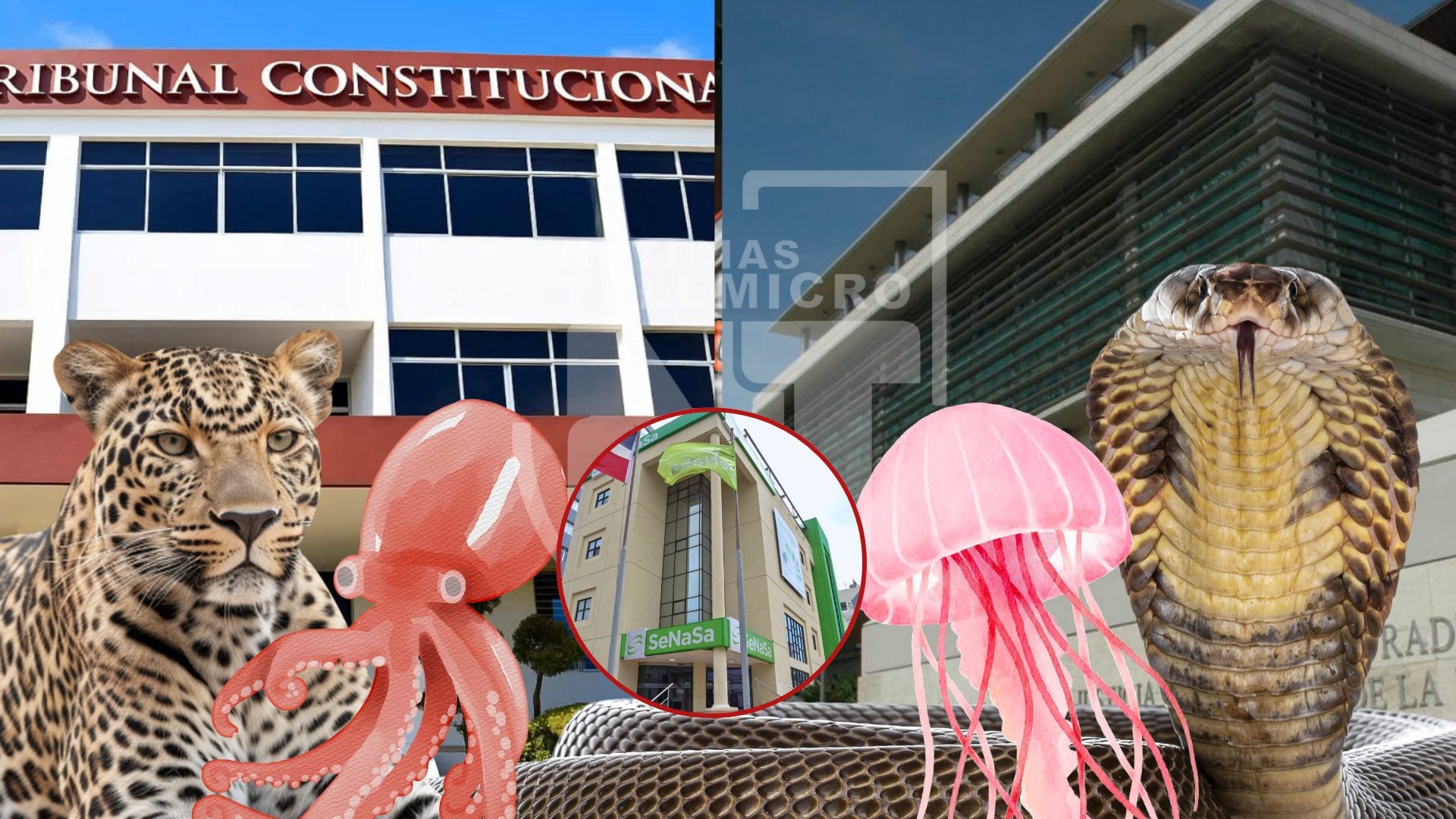 mp-viola-sentencia-del-tc-y-continua-usando-nombres-de-animales-en-casos-judiciales